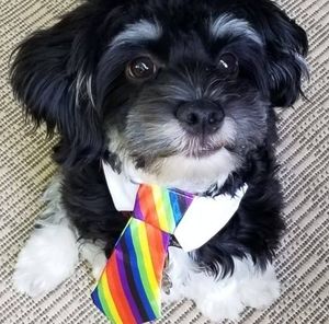 Meet your Posher, Rosalie